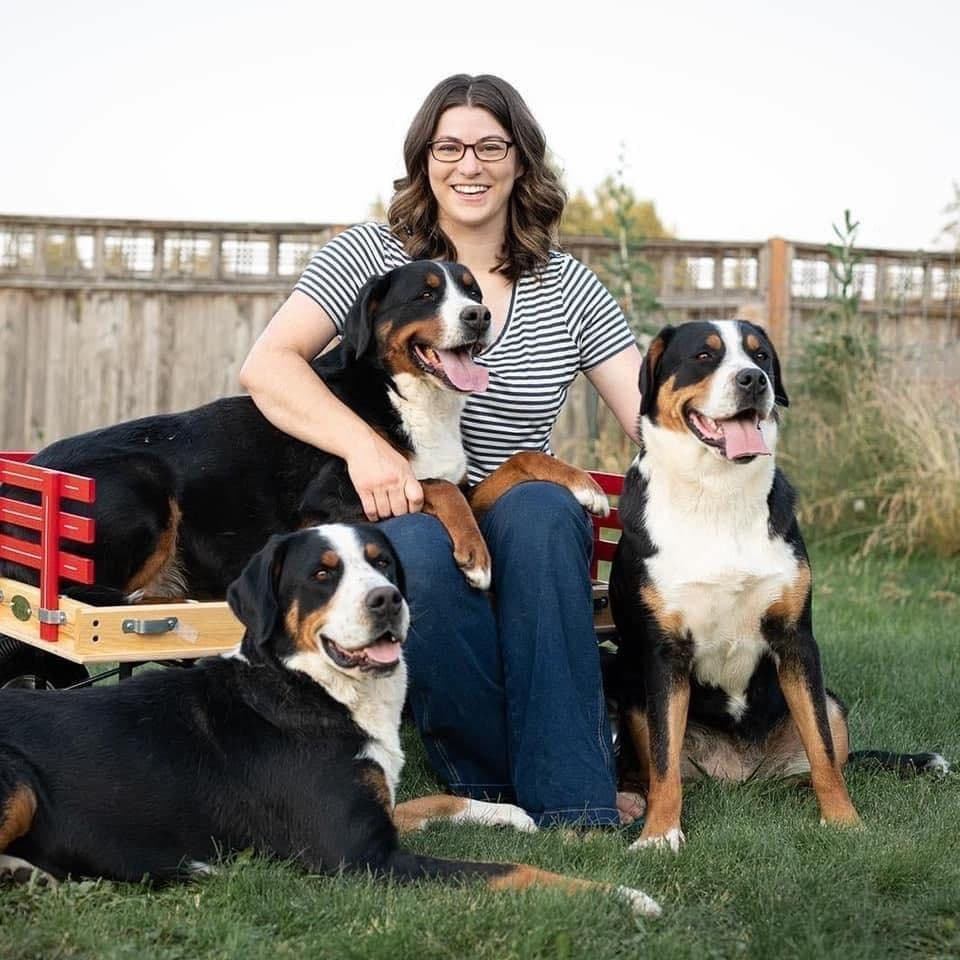 Greater Swiss Mountain Dog Puppies breeder image 1