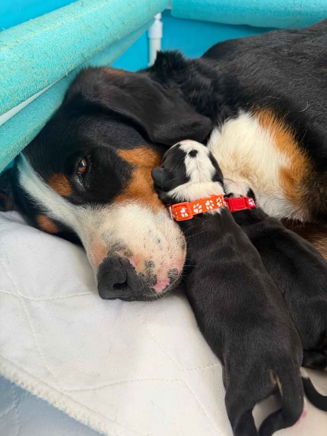 Greater Swiss Mountain Dog Puppies media 2