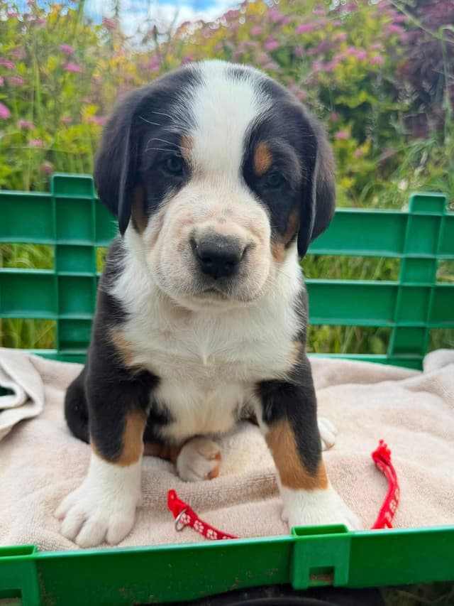 Greater Swiss Mountain Dog Puppies media 3