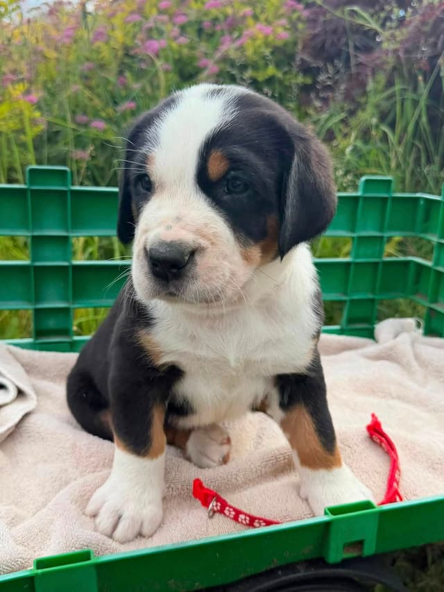 Greater Swiss Mountain Dog Puppies media 4