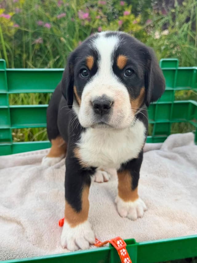 Greater Swiss Mountain Dog Puppies media 5