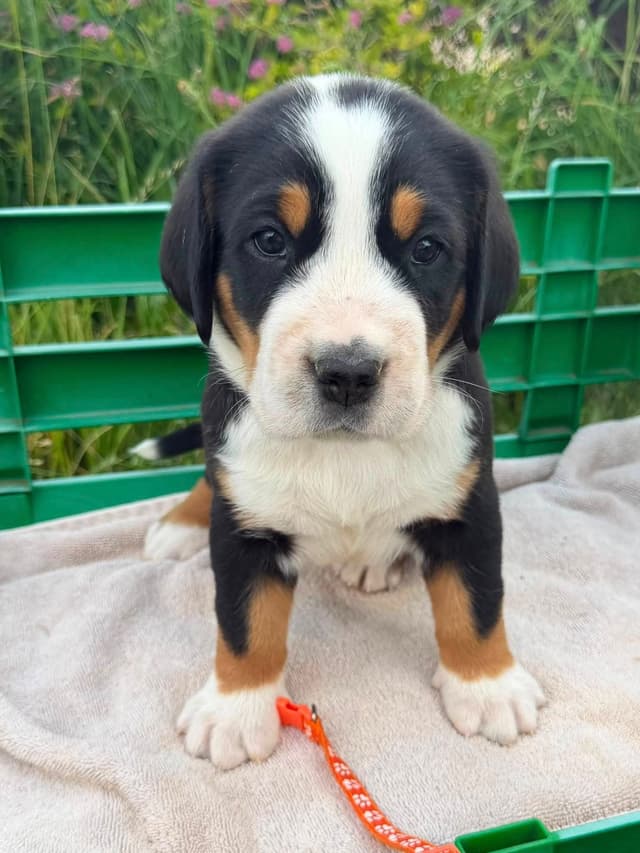 Greater Swiss Mountain Dog Puppies media 6