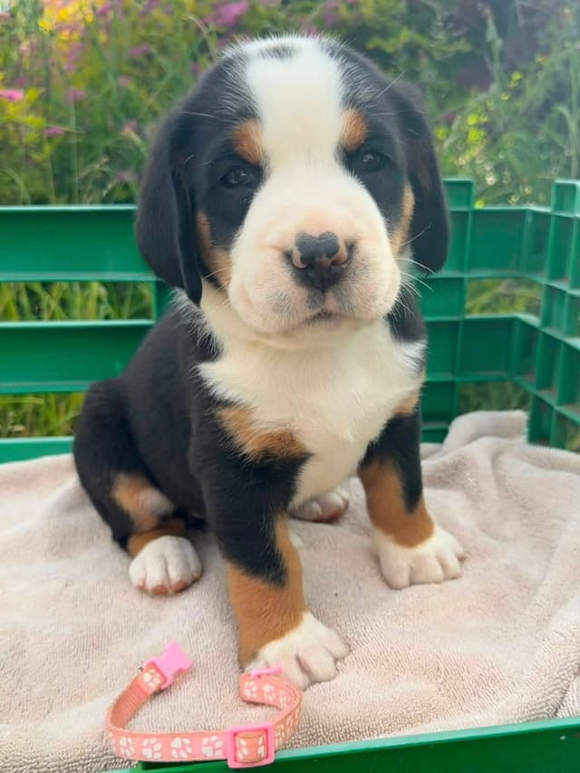 Greater Swiss Mountain Dog Puppies media 7