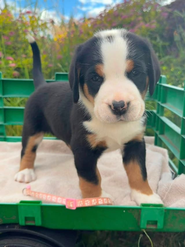 Greater Swiss Mountain Dog Puppies media 8