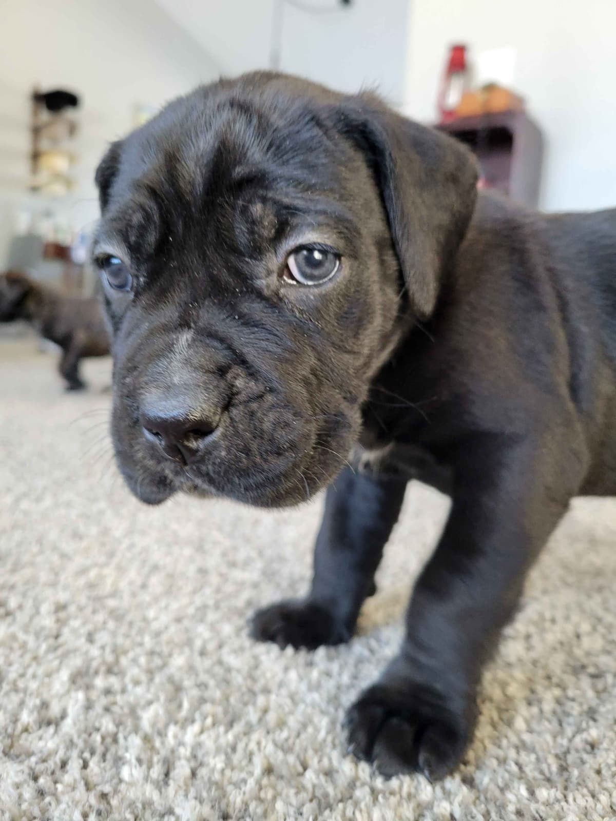 Cane Corso Puppies breeder image 1