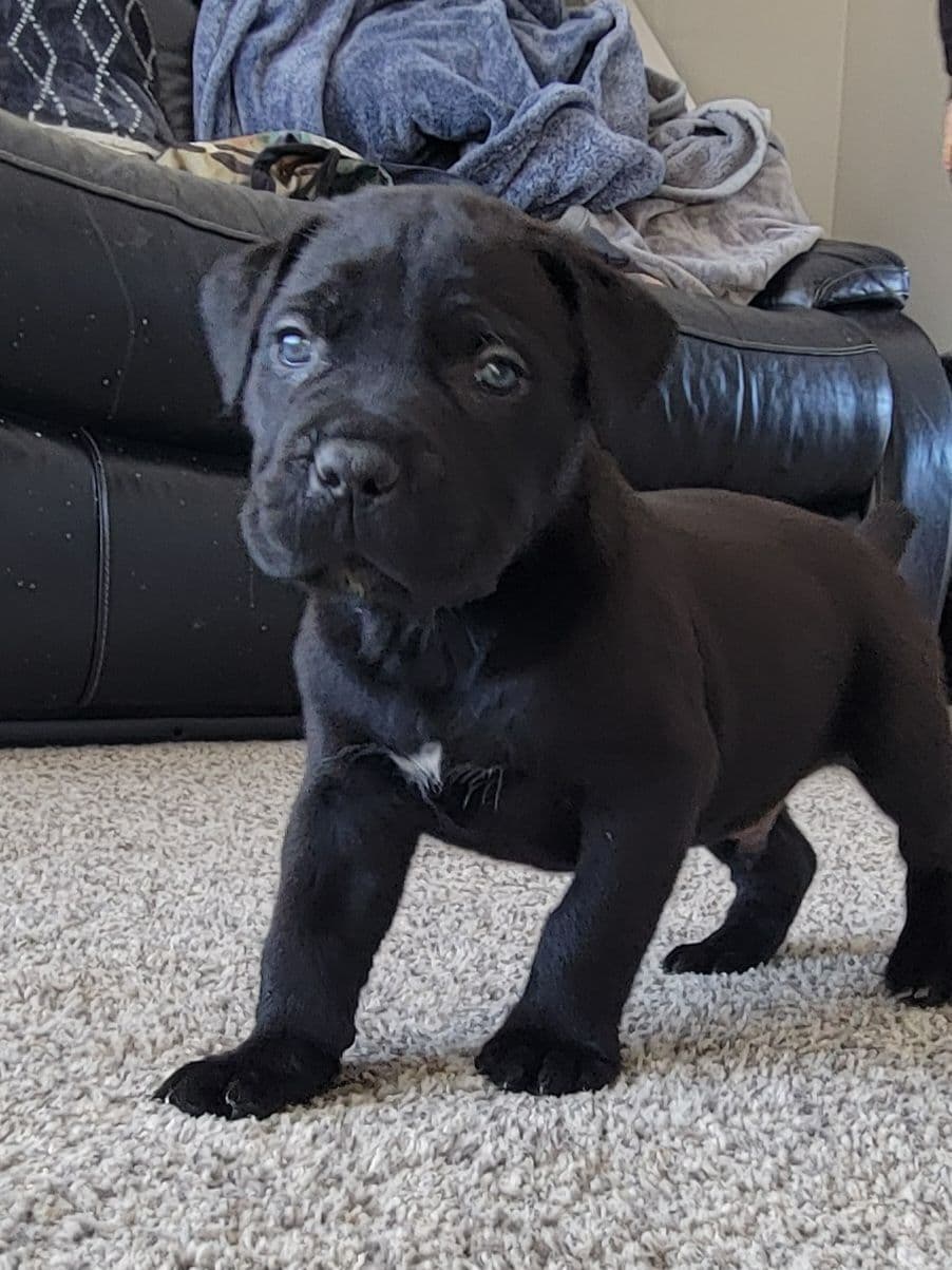 Cane Corso Puppies breeder image 5