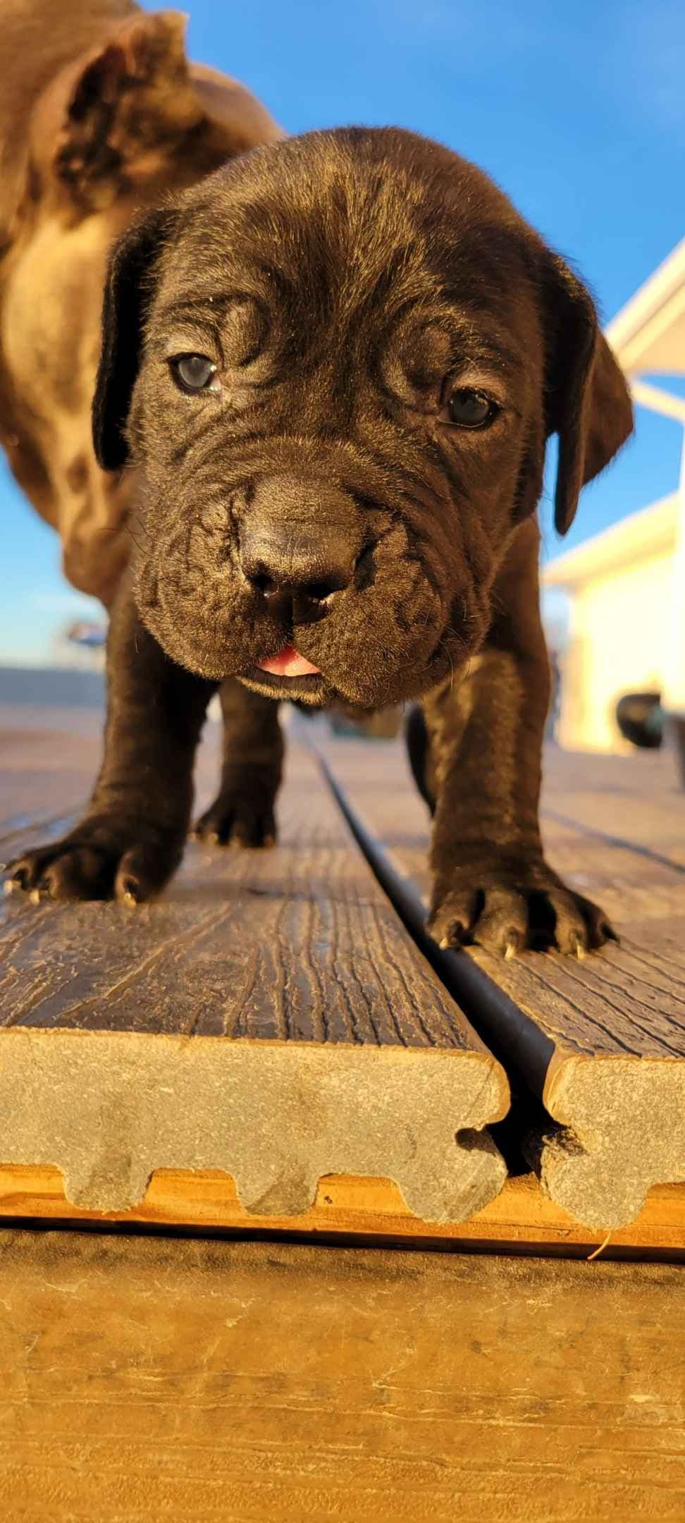 Cane Corso Puppies breeder image 6