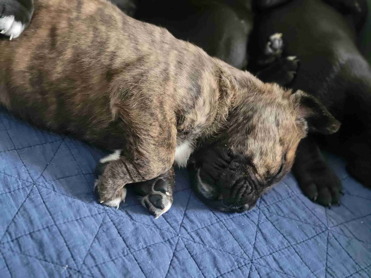 Cane Corso Puppies breeder image 7