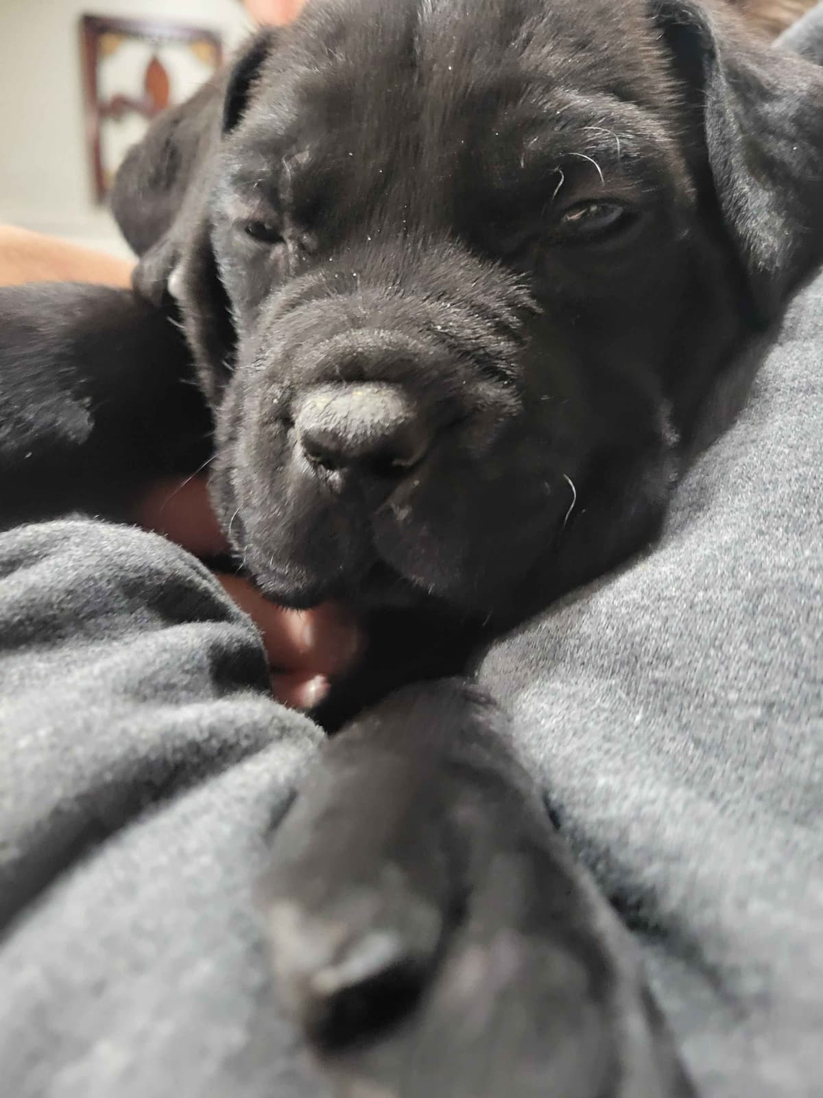 Cane Corso Puppies breeder image 8