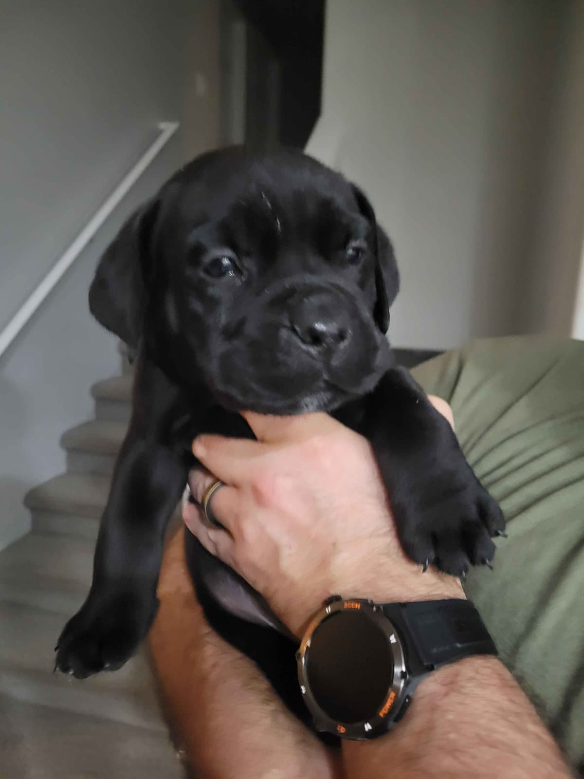 Cane Corso Puppies breeder image 9