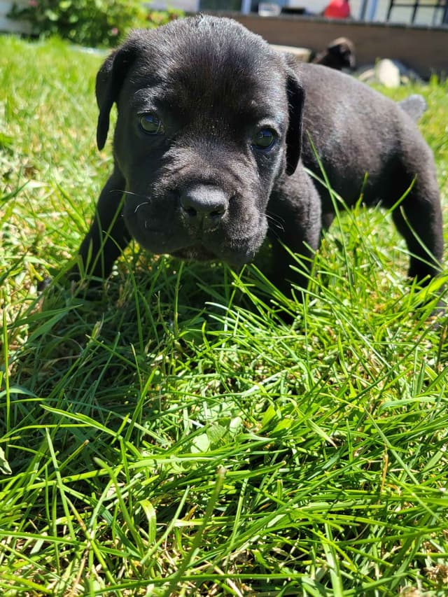 Cane Corso Puppies media 2