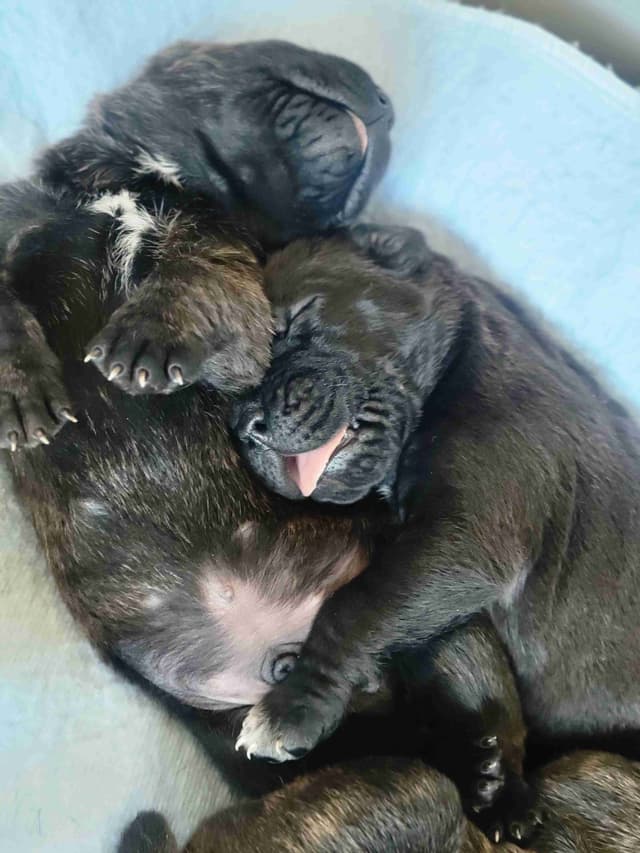 Cane Corso Puppies media 4