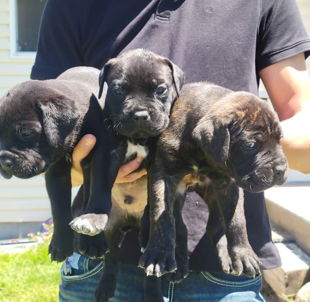 Cane Corso Puppies media 3