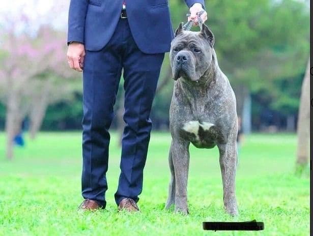 Cane Corso Puppies breeder image 1
