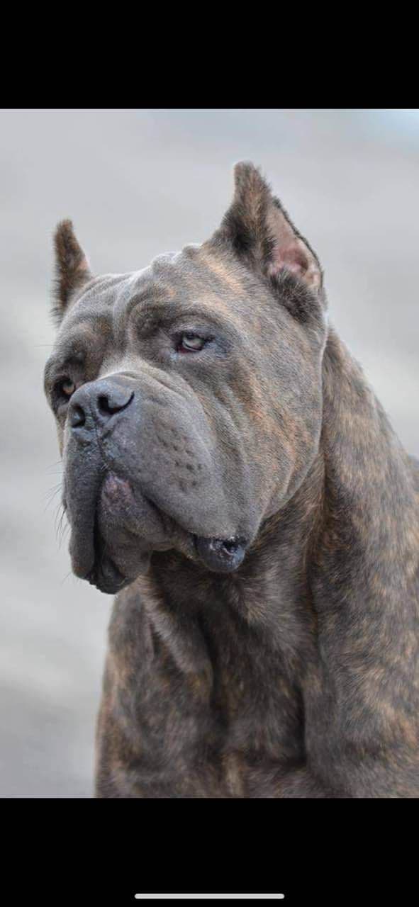 Cane Corso Puppies breeder image 3