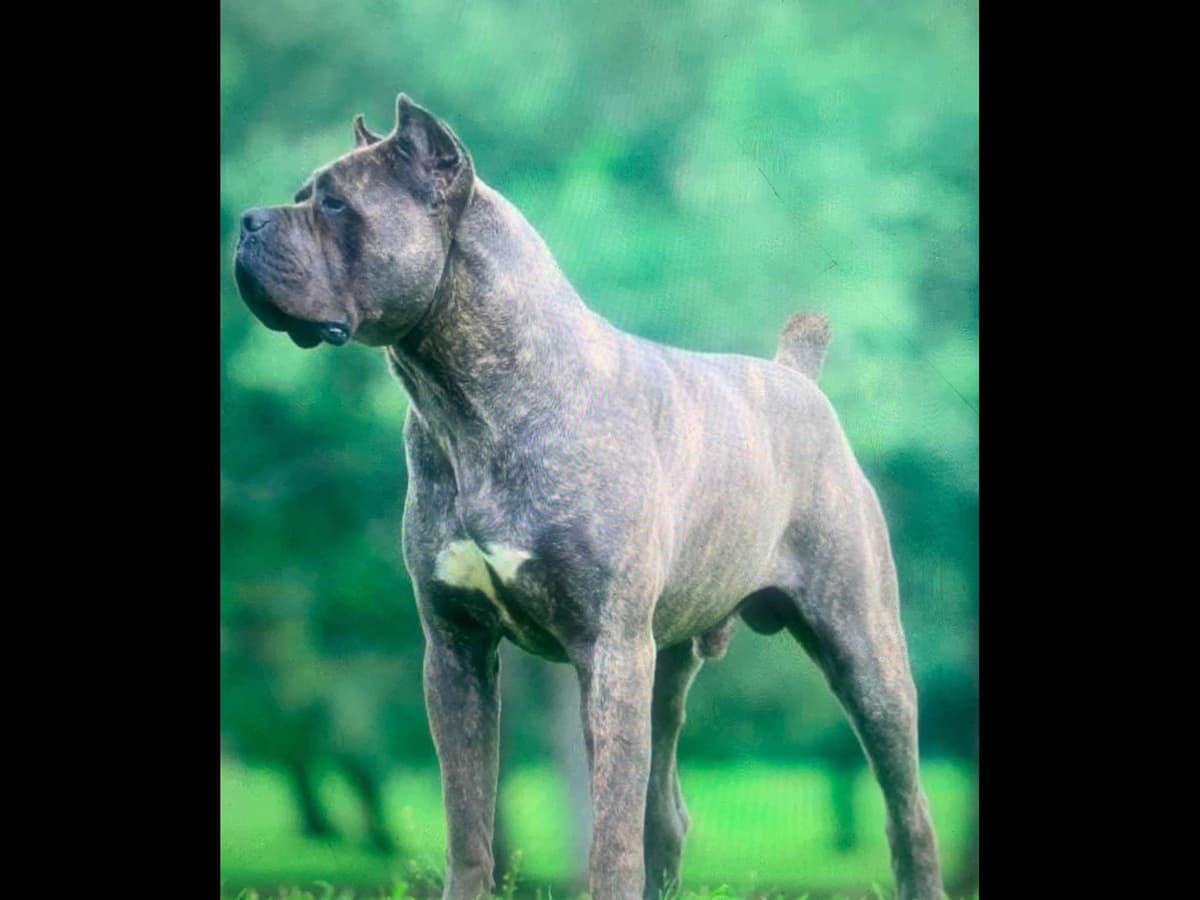 Cane Corso Puppies breeder image 6