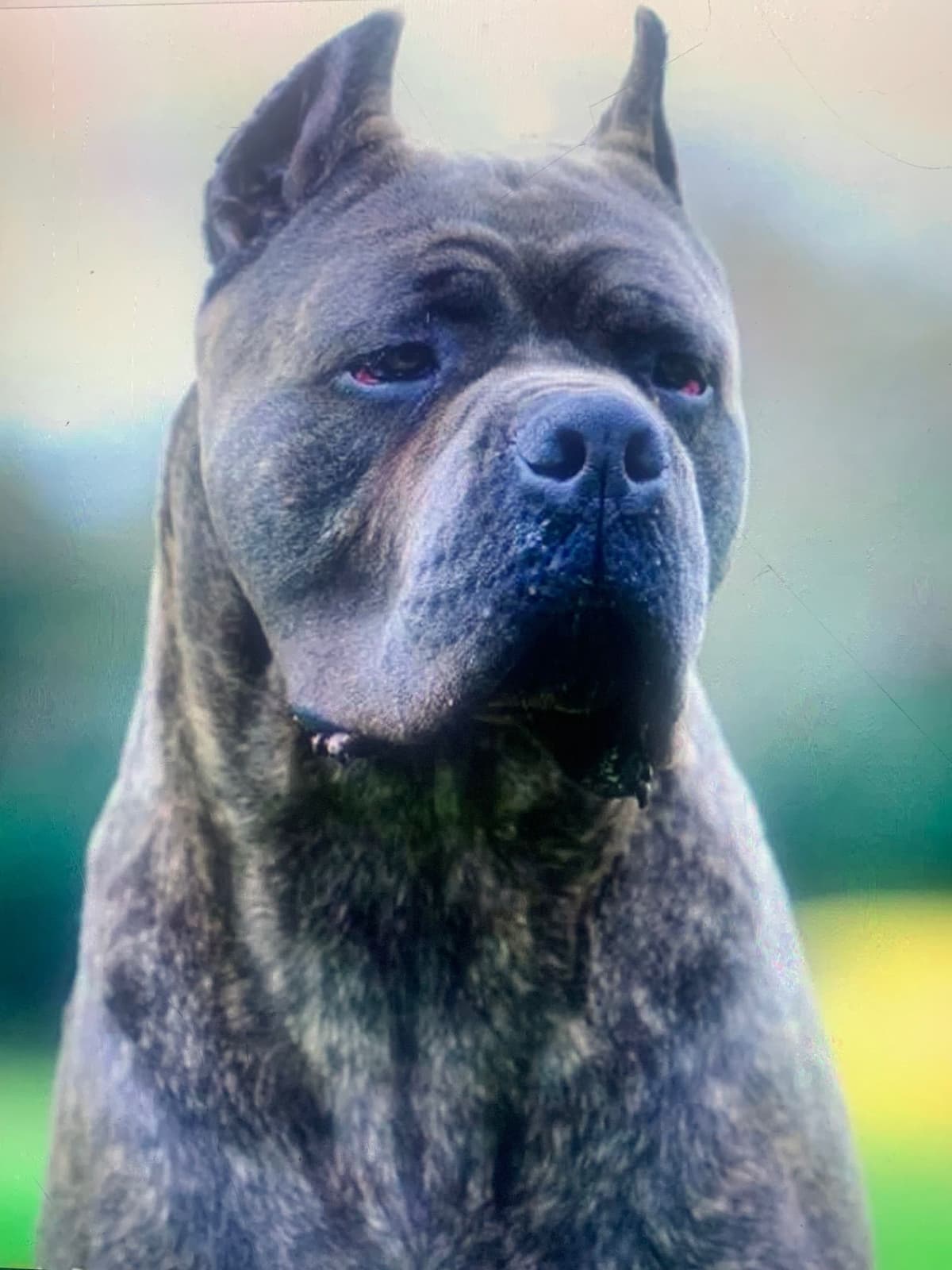 Cane Corso Puppies breeder image 7