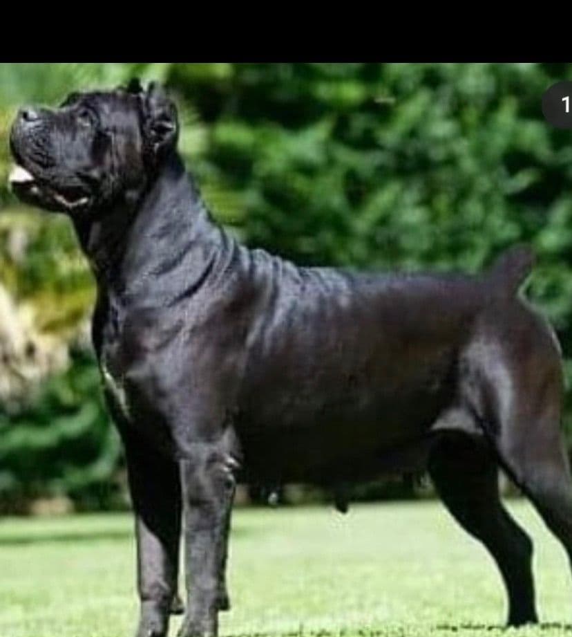 Cane Corso Puppies breeder image 11