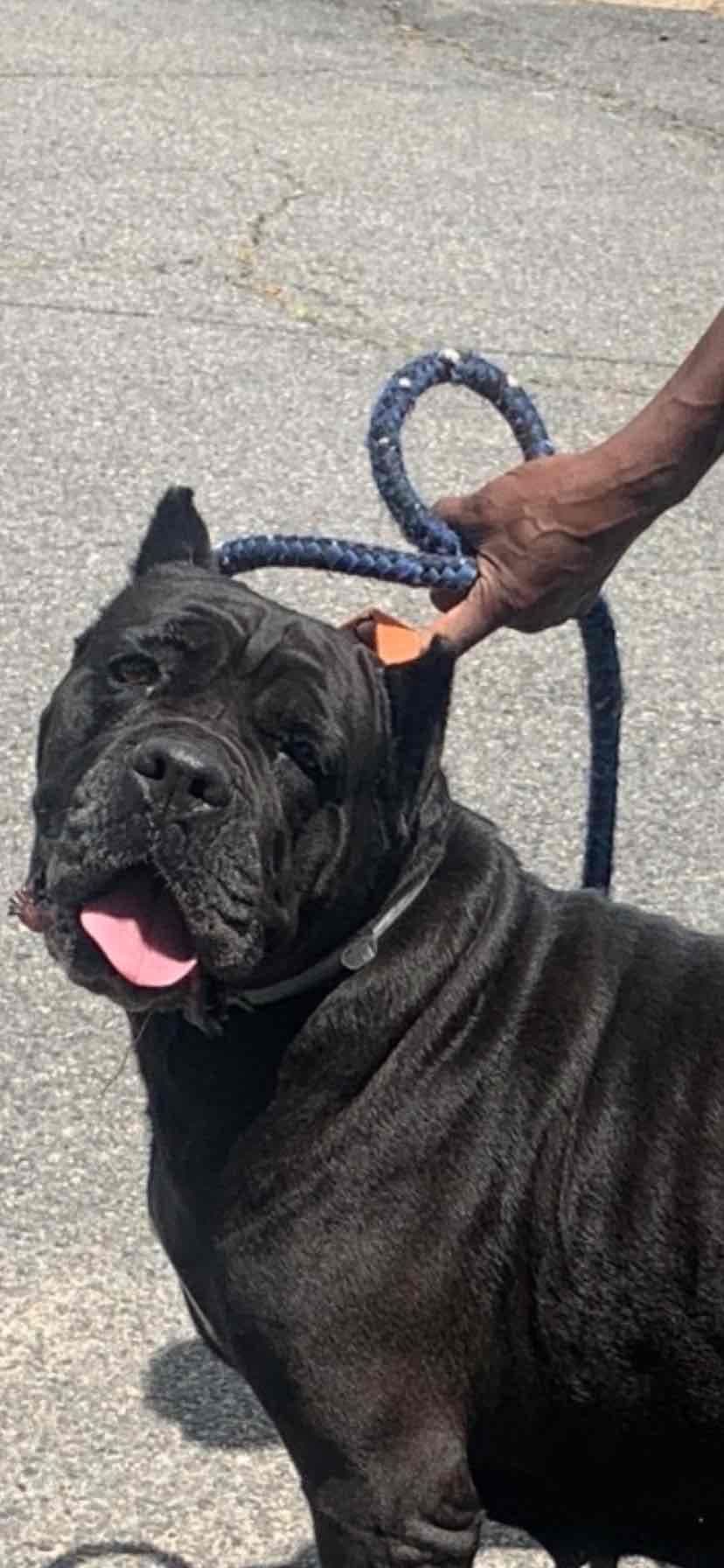 Cane Corso Puppies breeder image 9