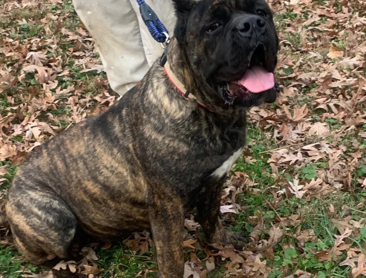 Cane Corso Puppies breeder image 15