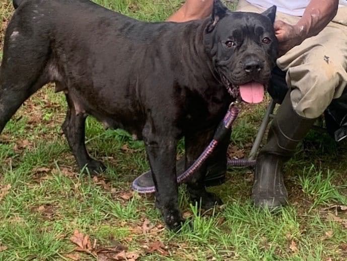Cane Corso Puppies breeder image 17