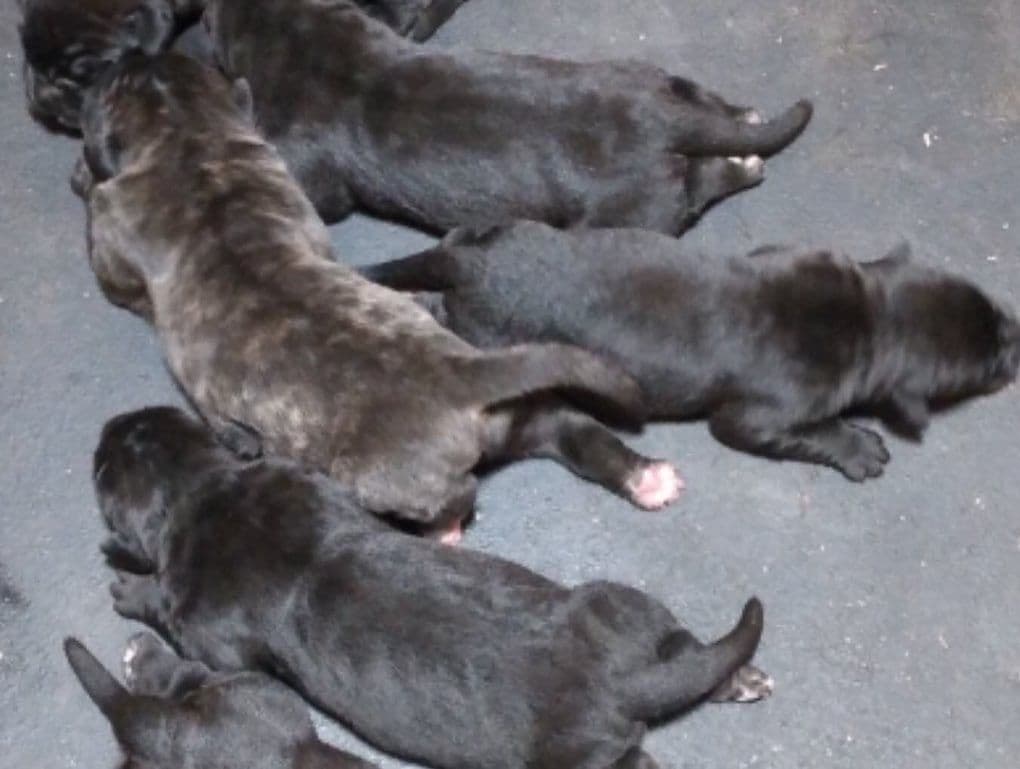Cane Corso Puppies breeder image 16