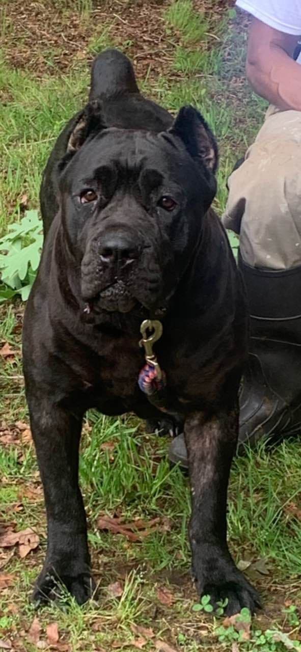 Cane Corso Puppies breeder image 18