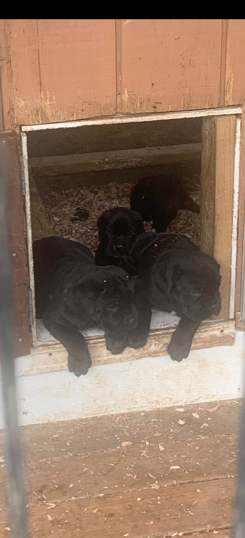 Cane Corso Puppies breeder image 20