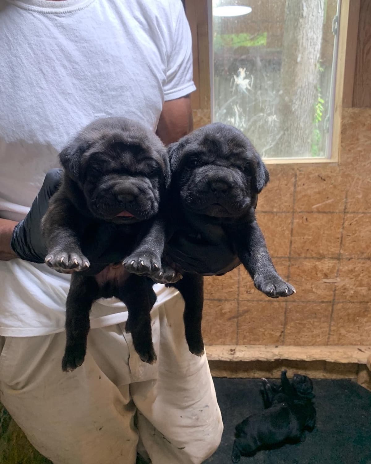 Cane Corso Puppies breeder image 19