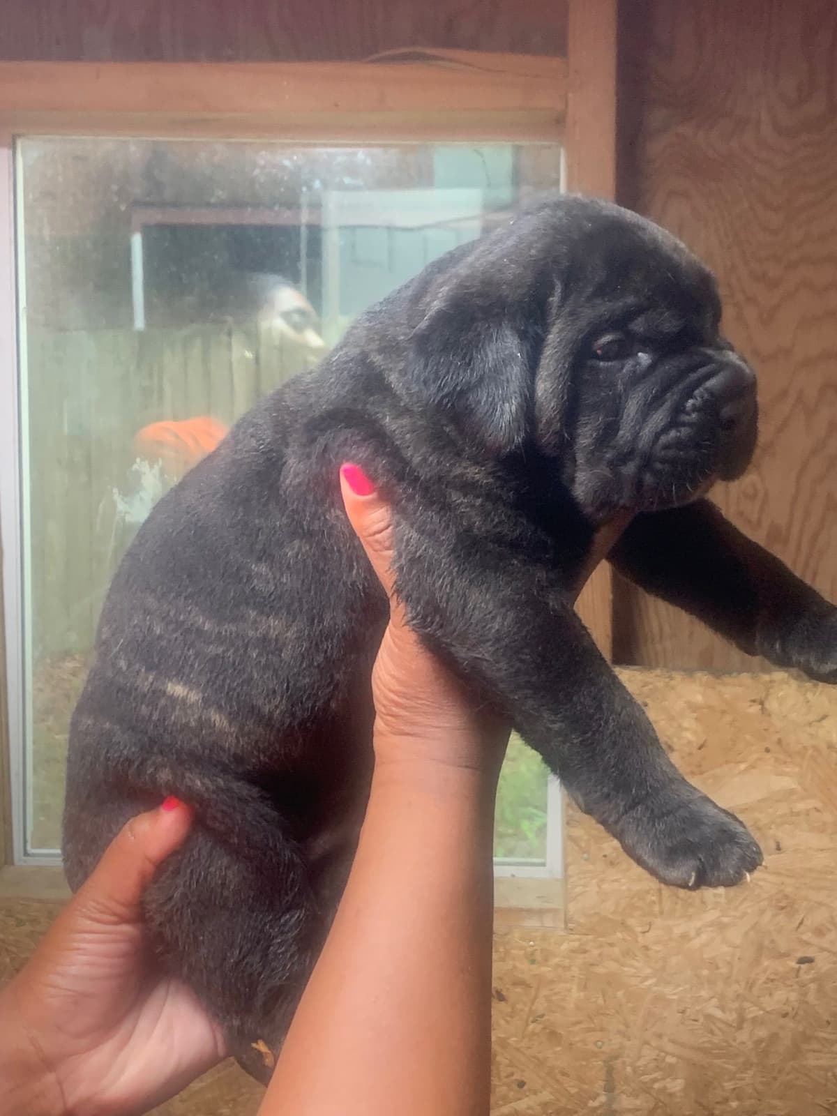 Cane Corso Puppies breeder image 22
