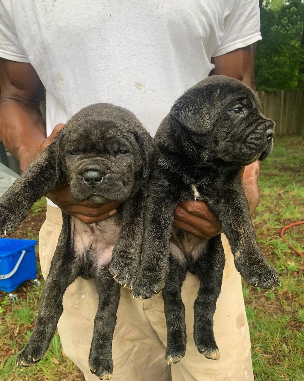 Cane Corso Puppies breeder image 23