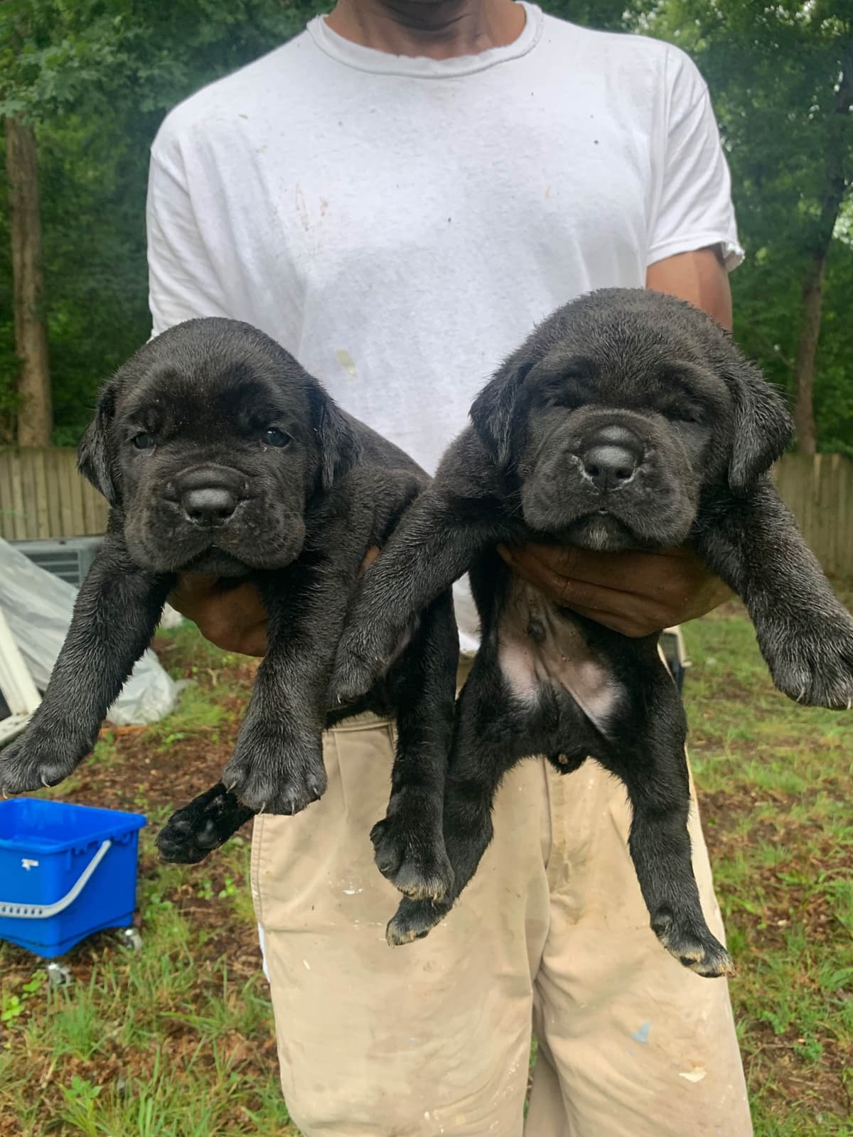 Cane Corso Puppies breeder image 24