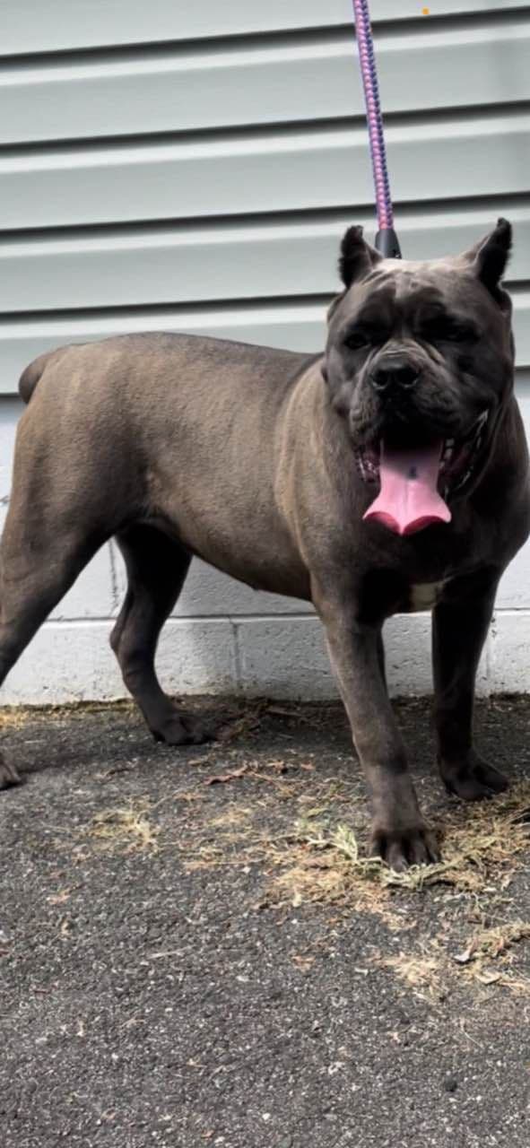 Cane Corso Puppies breeder image 29