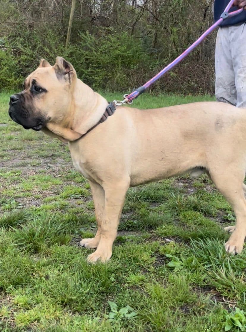 Cane Corso Puppies breeder image 25