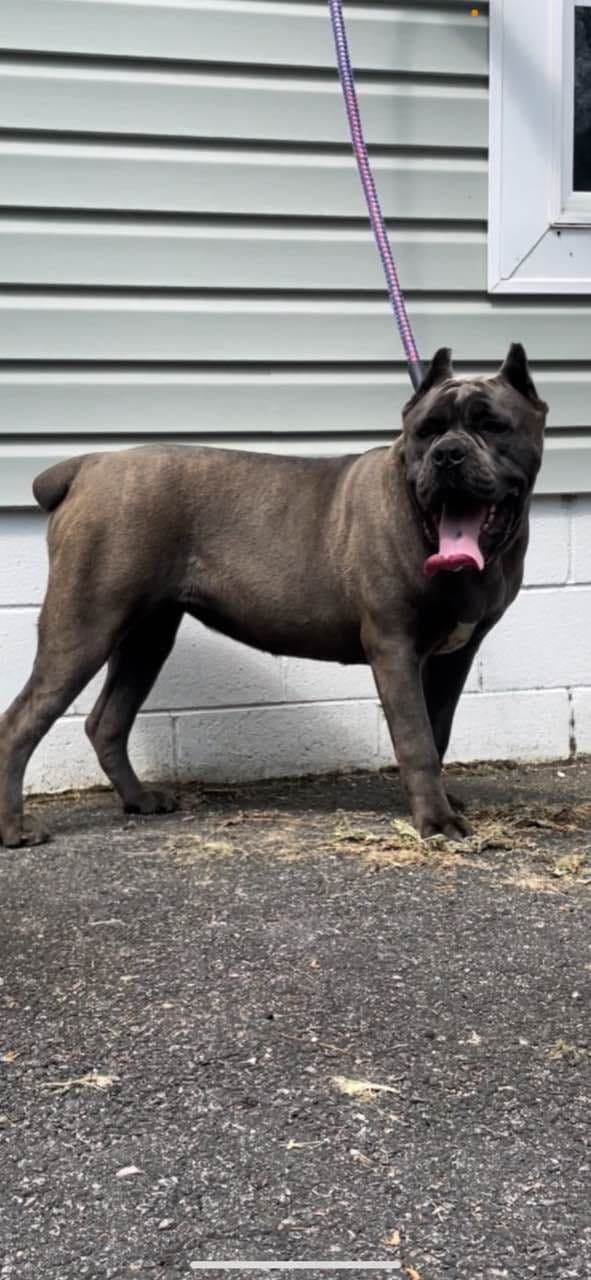 Cane Corso Puppies breeder image 28
