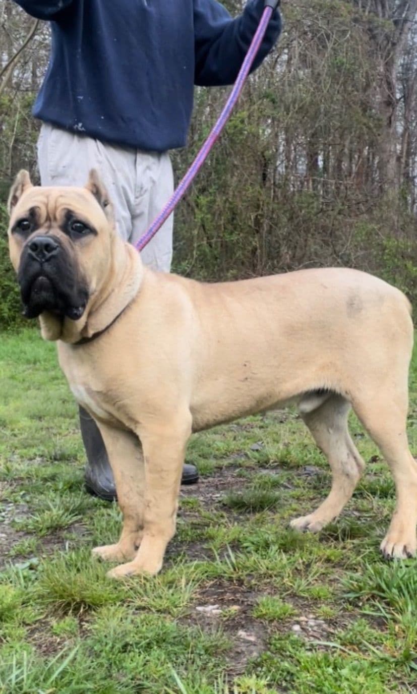 Cane Corso Puppies breeder image 26