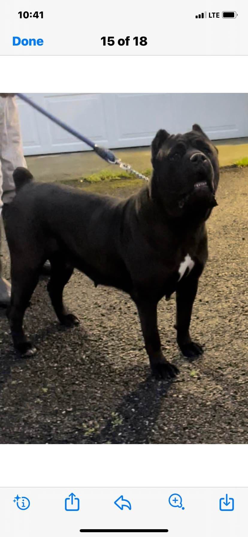 Cane Corso Puppies breeder image 27