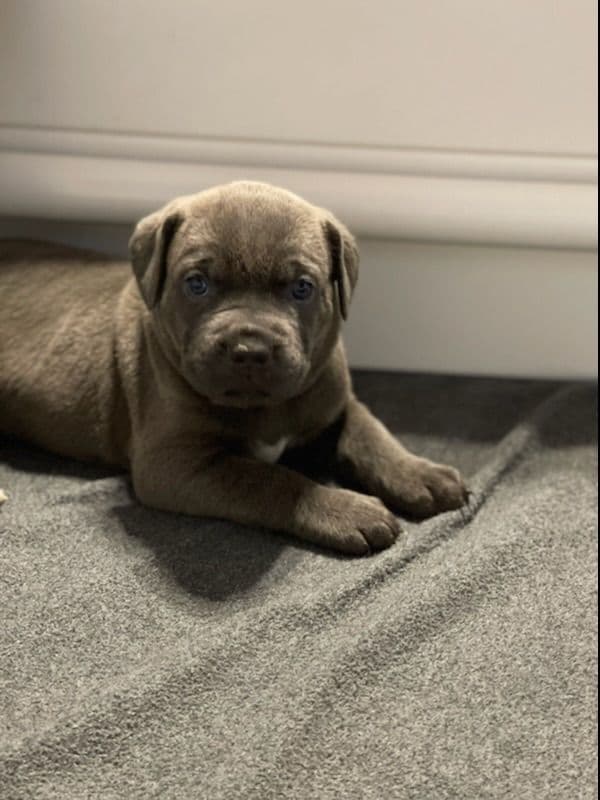 Cane Corso Puppies breeder image 30
