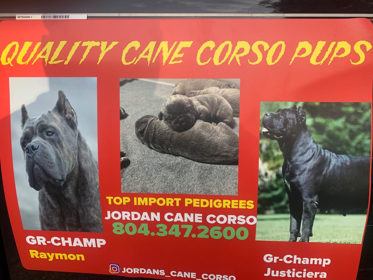 Cane Corso Puppies breeder image 31
