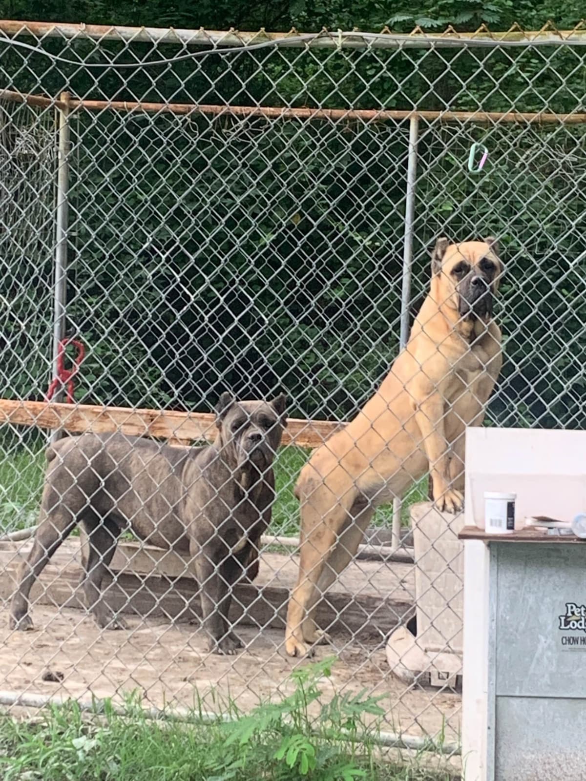 Cane Corso Puppies breeder image 32