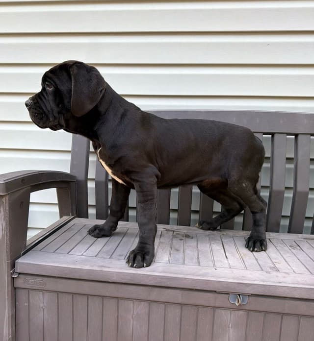 Cane Corso Puppies media 2