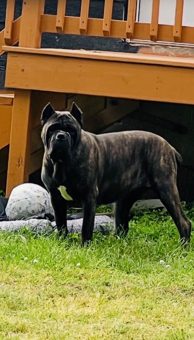 Cane Corso Puppies media 3