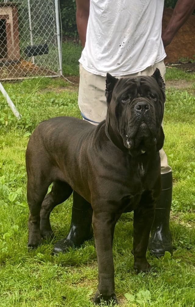 Cane Corso Puppies media 4
