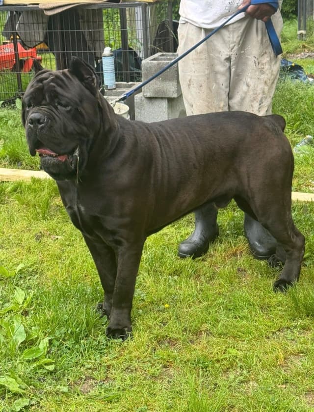 Cane Corso Puppies media 5
