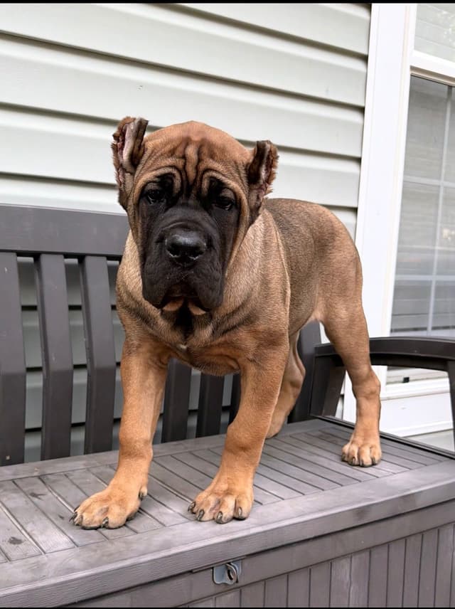 Cane Corso Puppies media 4