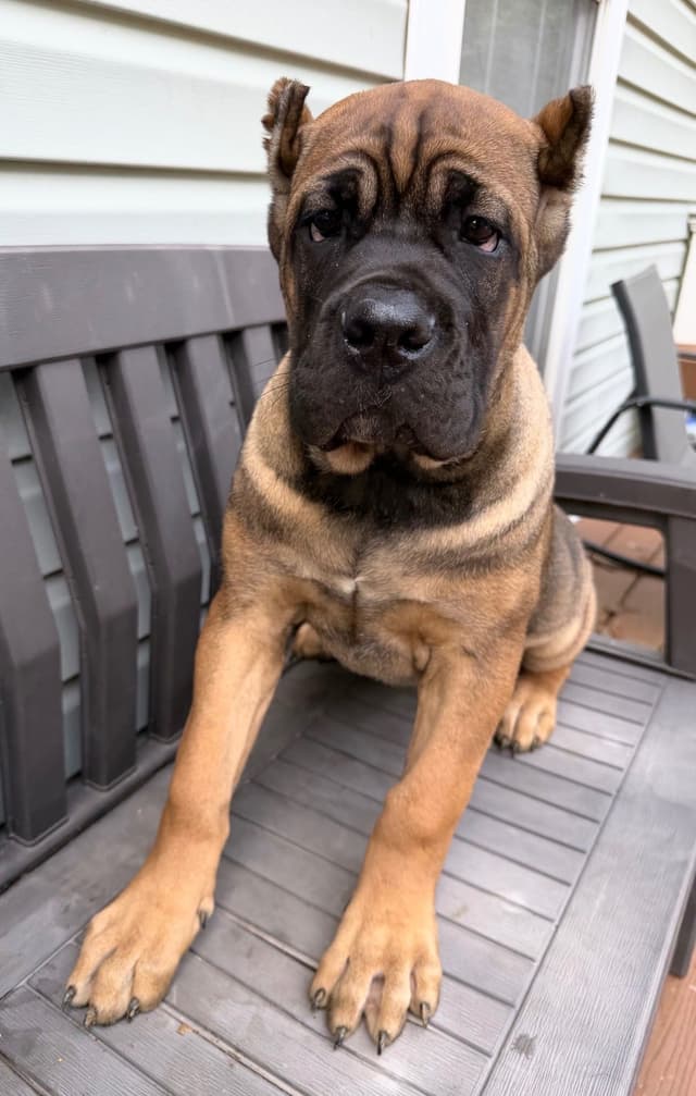 Cane Corso Puppies media 5