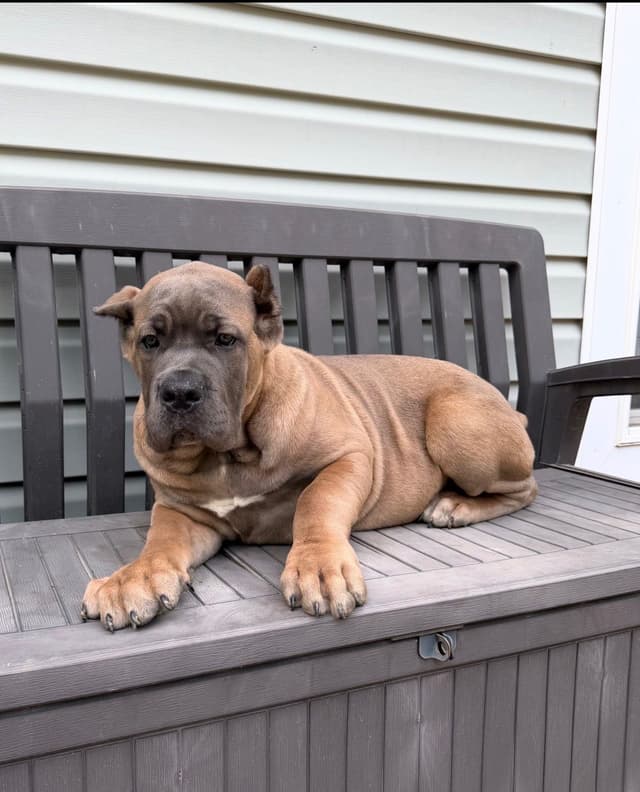 Cane Corso Puppies media 3