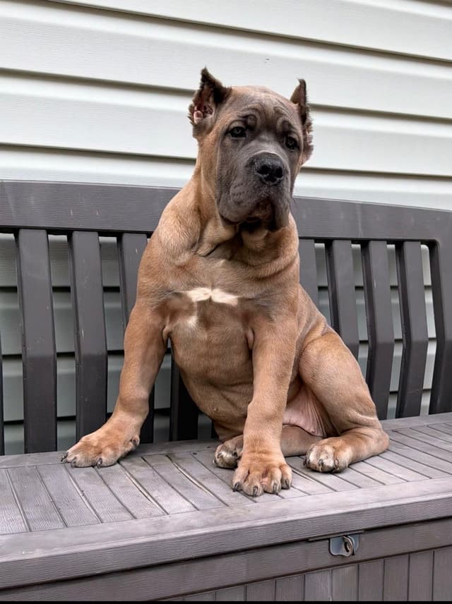 Cane Corso Puppies media 2