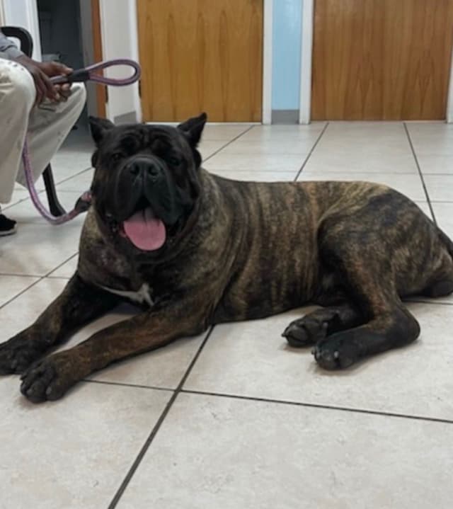 Cane Corso Puppies media 6