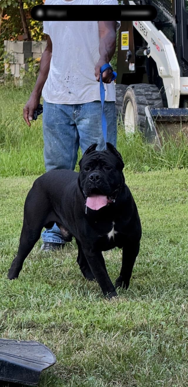 Cane Corso Puppies media 8